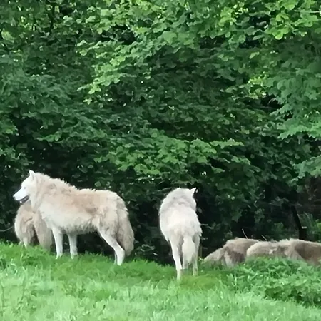 Οργανωμένο κάμπινγκ Cerza Safari