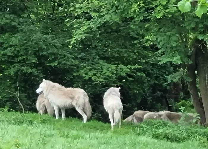 Luxussátor Cerza Safari